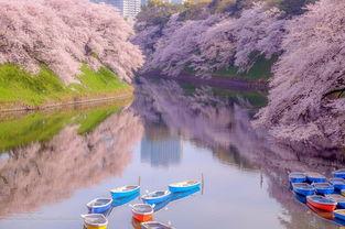 日本千鸟渊,日本樱花盛放之地，浪漫风情尽收眼底