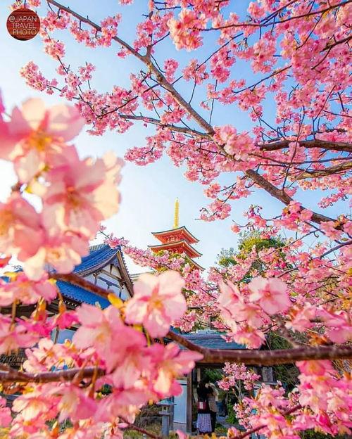 樱花歌曲日本民歌,探寻日本民歌中的樱花魅力